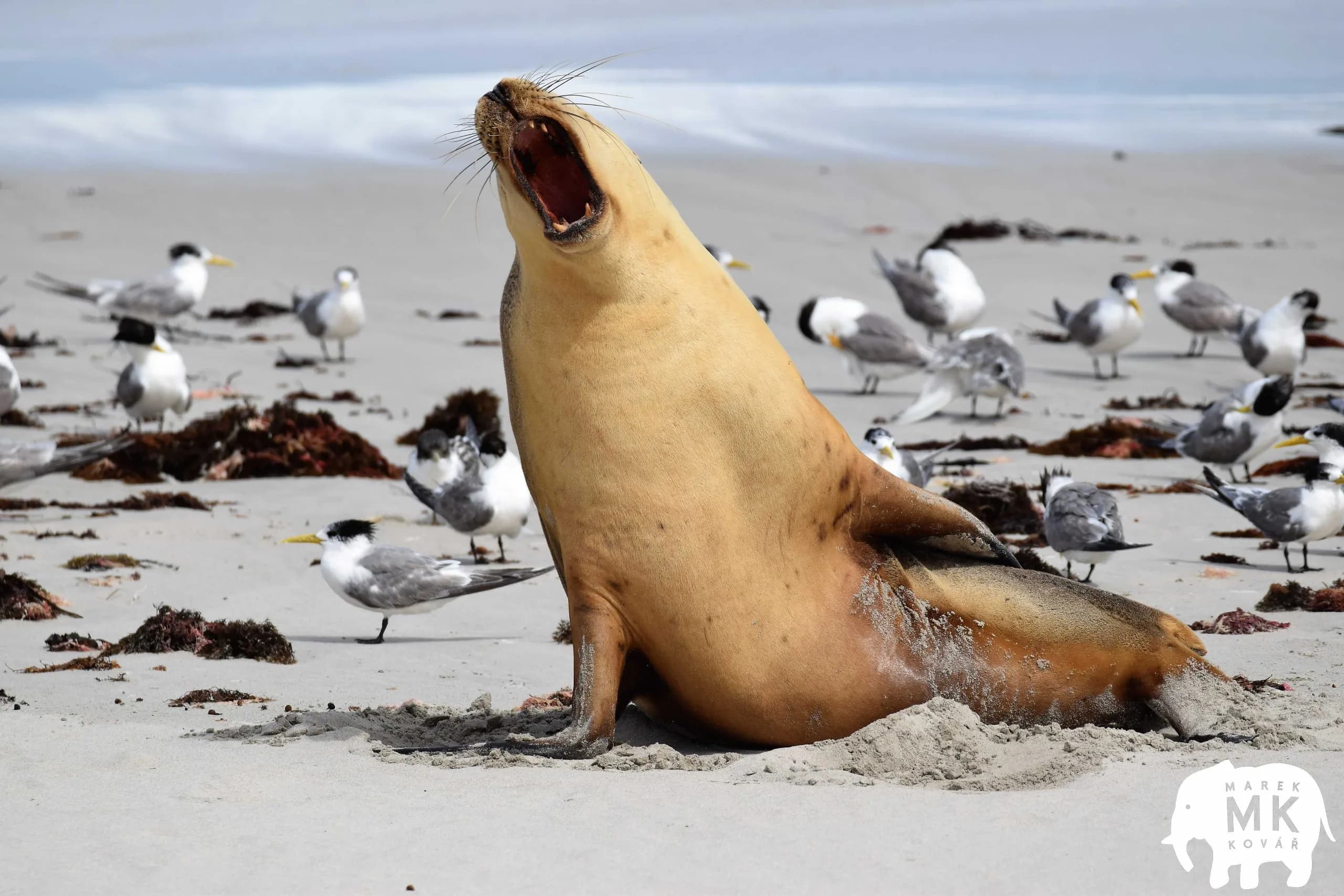 Kangaroo Island - Seal Bay