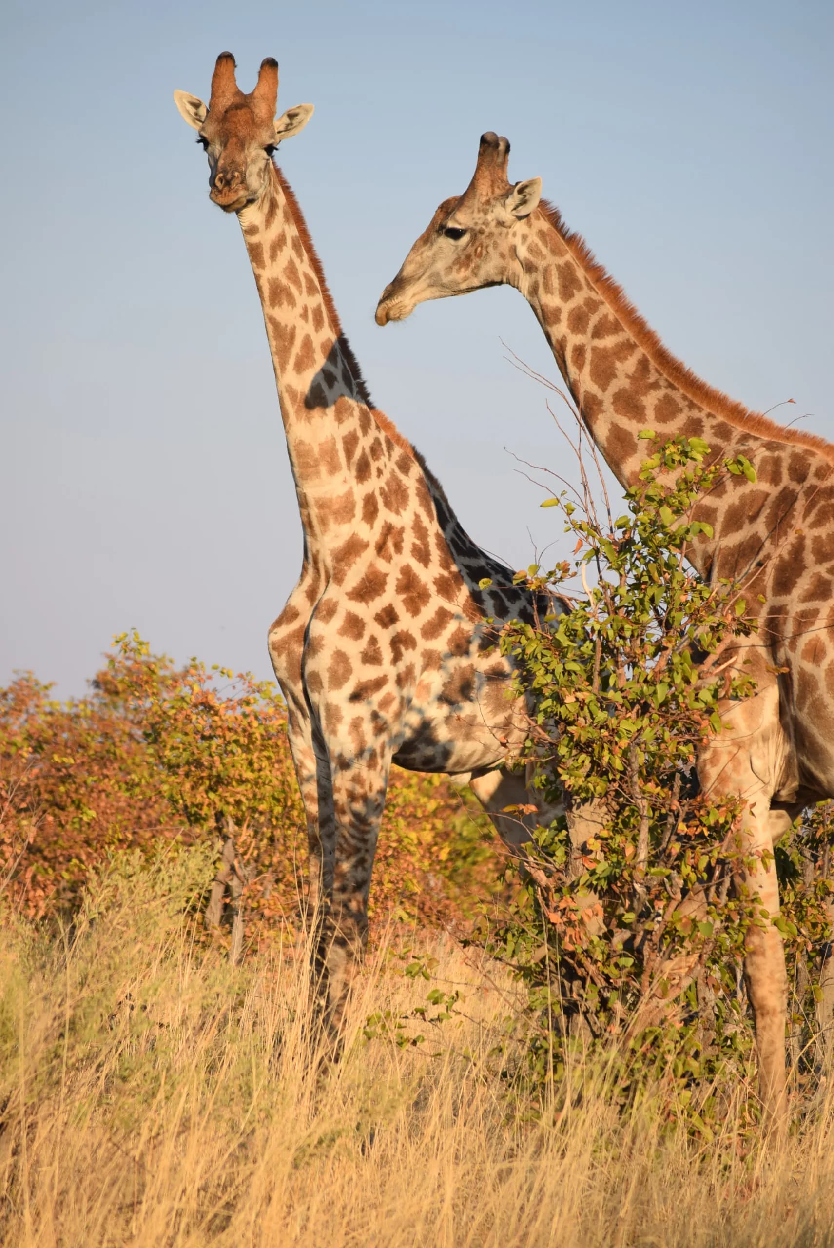 Botswana