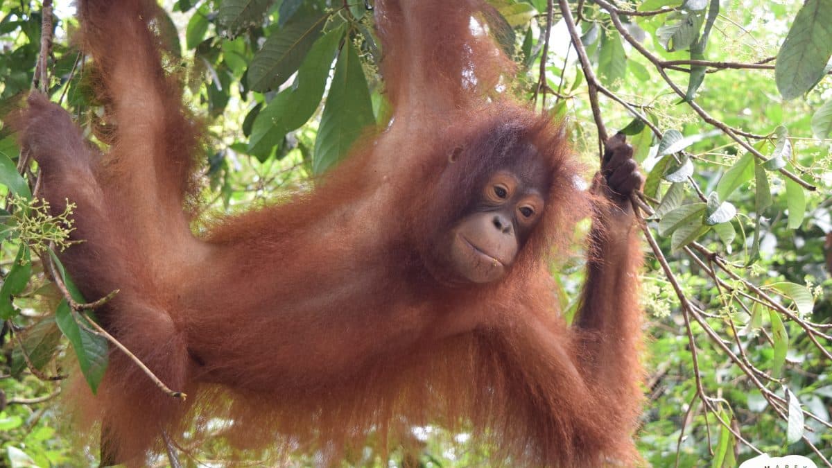 Divoký orangutan