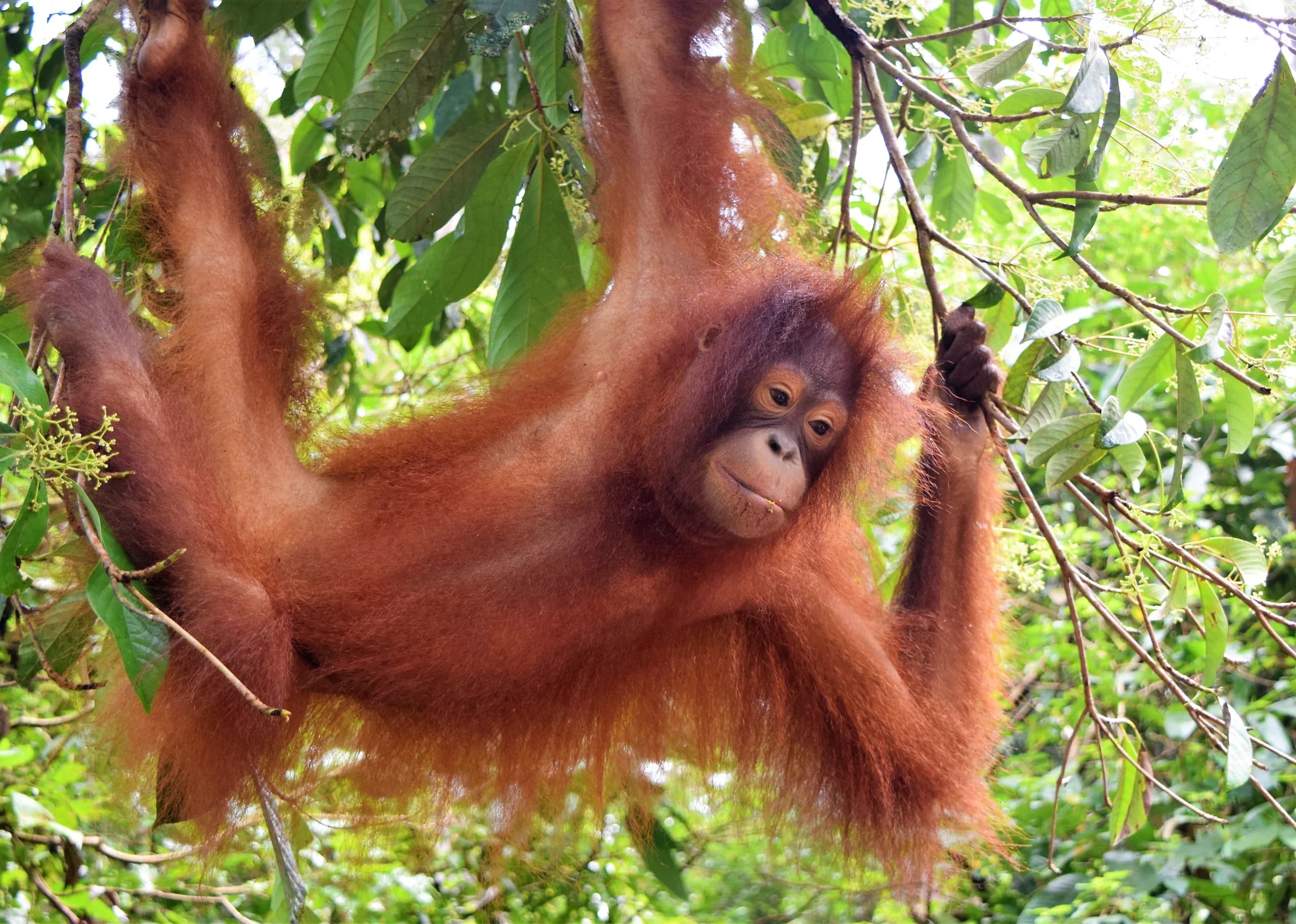 Orangutan v záchranné stanici v Sepiloku, Borneo