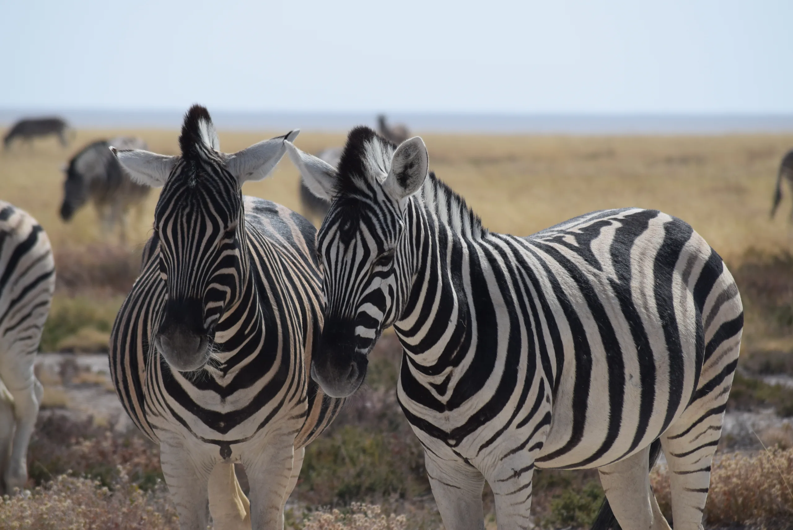 NP Etosha