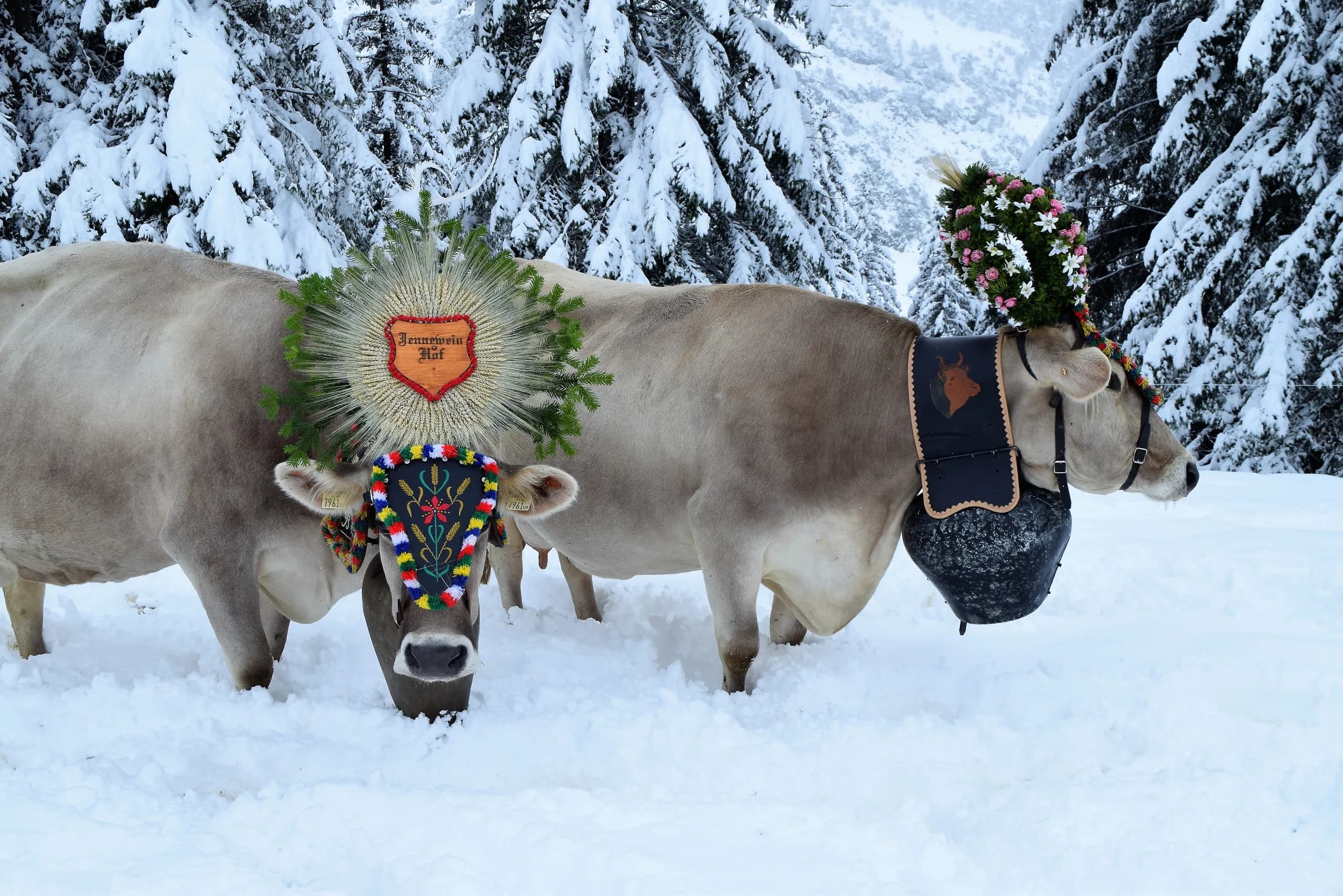 Hintertux - slavnostní shánění krav (Almabtrieb)