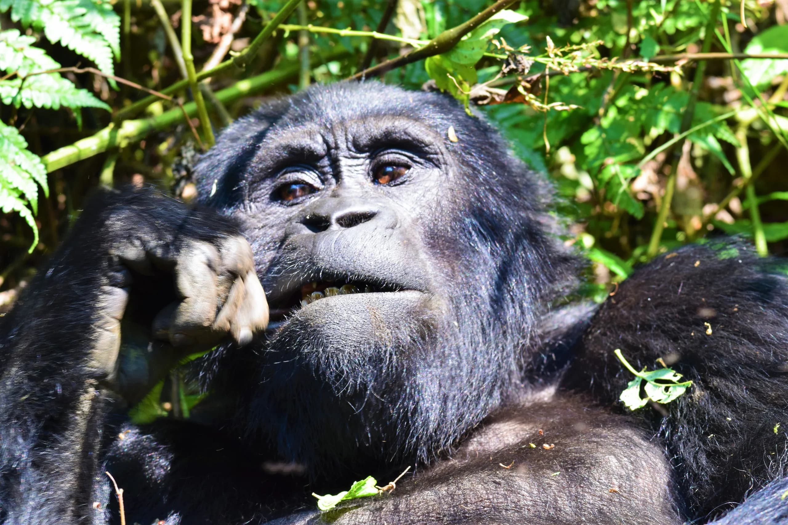 Gorila horská, NP Bwindi