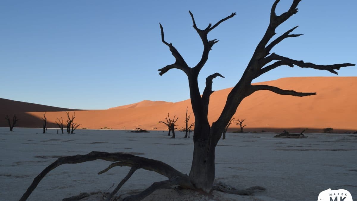 Mrtvé akácie v pánvi Deadvlei, poušť Namib, Namibie