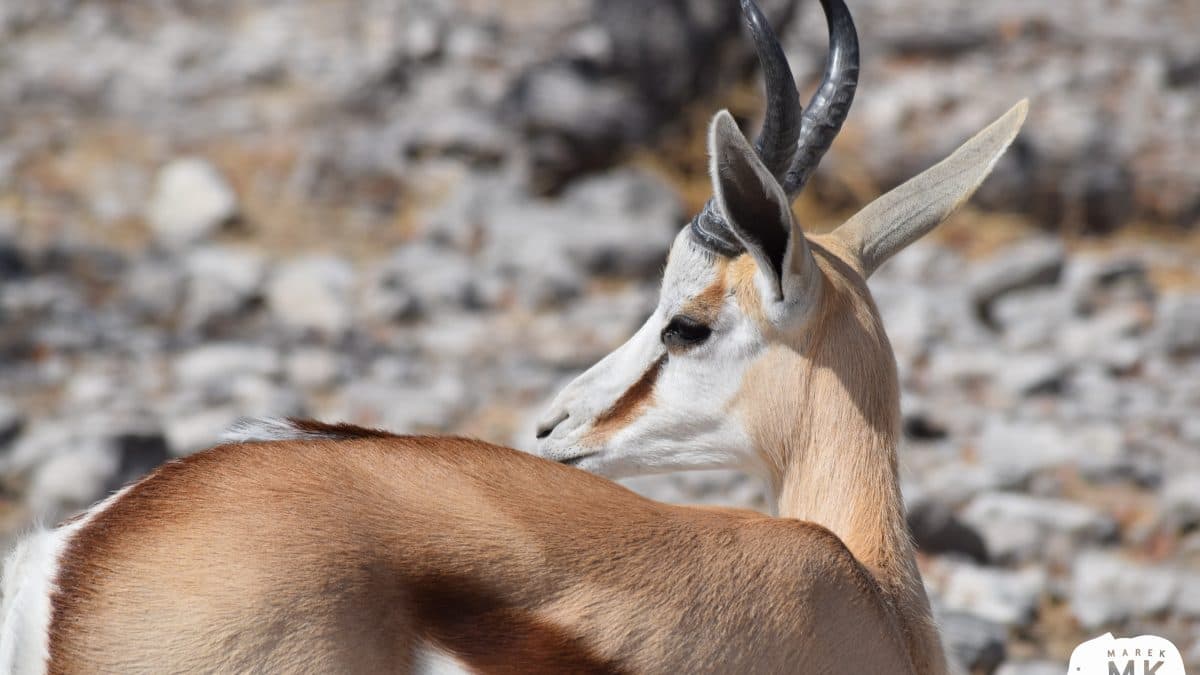 Zvířata u napajedla v národním parku Etosha, Namibie