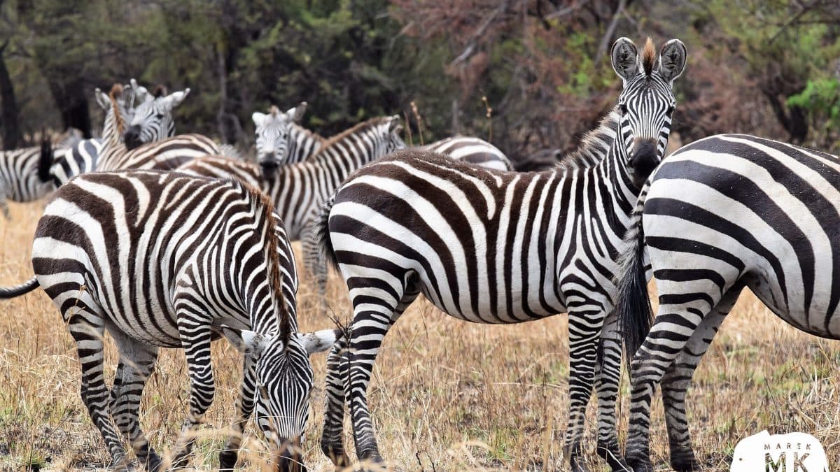 Serengeti, Tanzanie